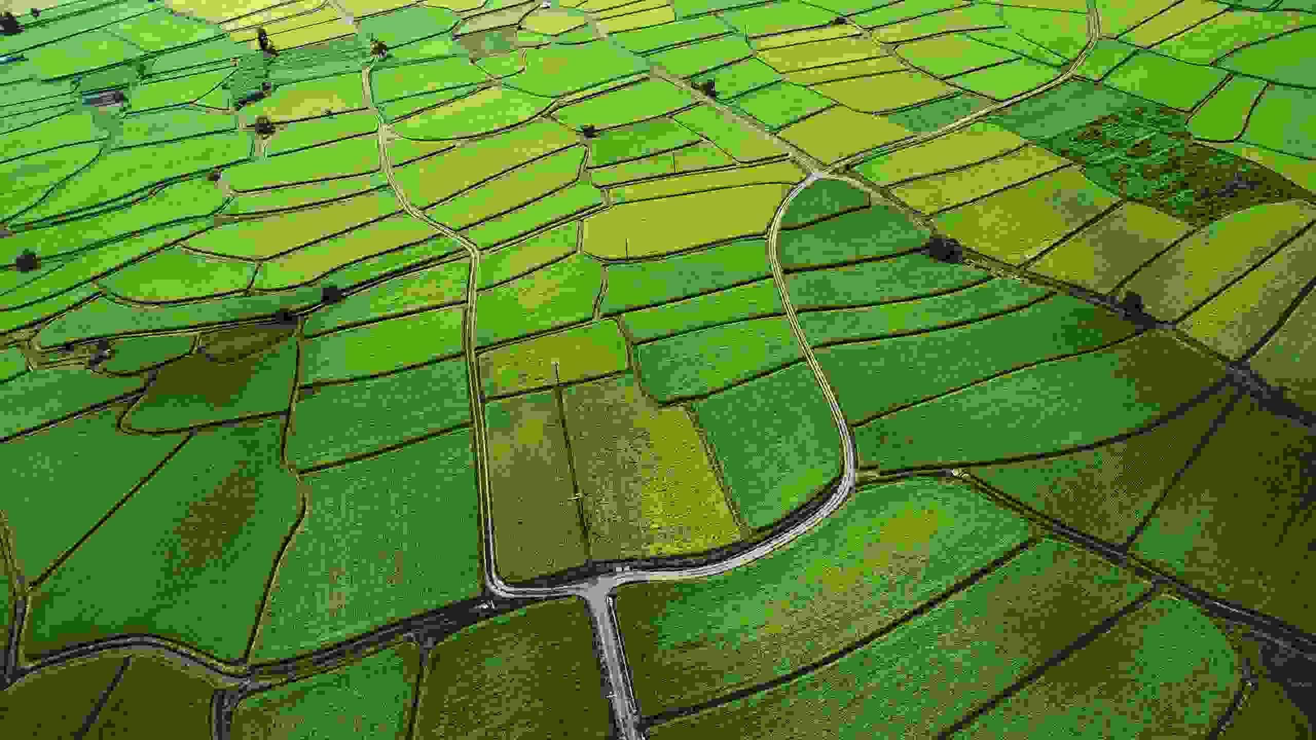 Rice Paddy