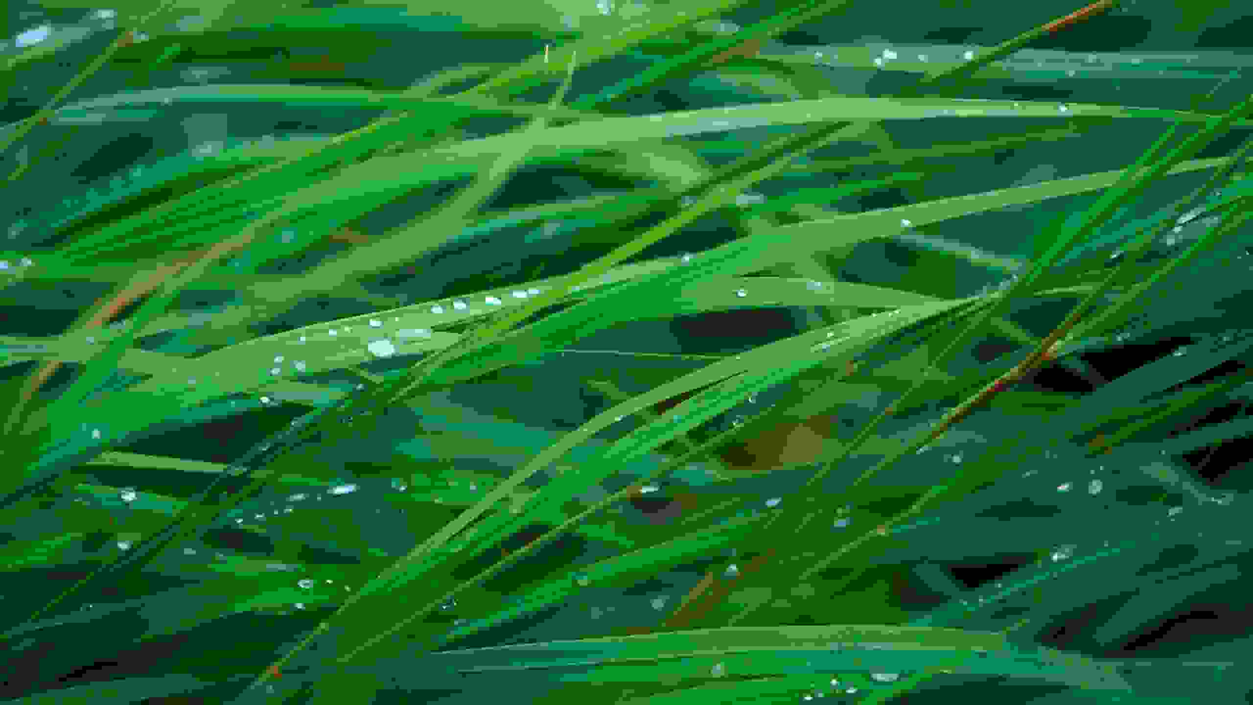 Grass Blades